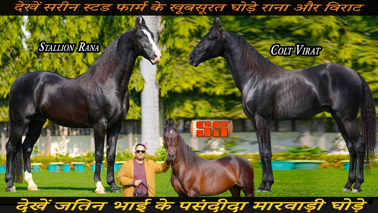 Stallion Rana /Colt Virat सरीन स्टड फार्म के खूबसूरत घोड़े/देखें जतिन भाई के पसंदीदा मारवाड़ी घोड़े