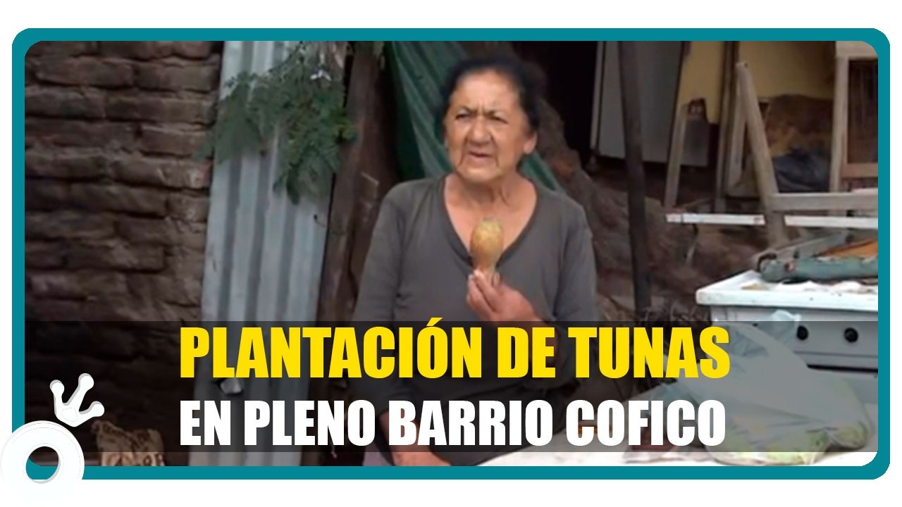 Plantación de tunas en barrio Cofico, el fruto que resiste en plena ciudad y lucha contra el clima