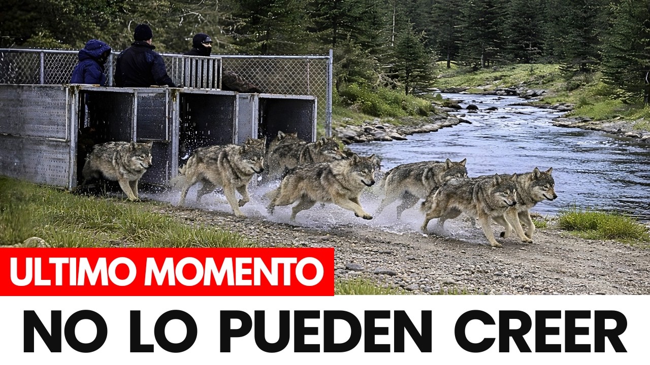 EE.UU liberó Cientos de Lobos en Yellowstone y lo que Pasó Después dejó Mudos a todos