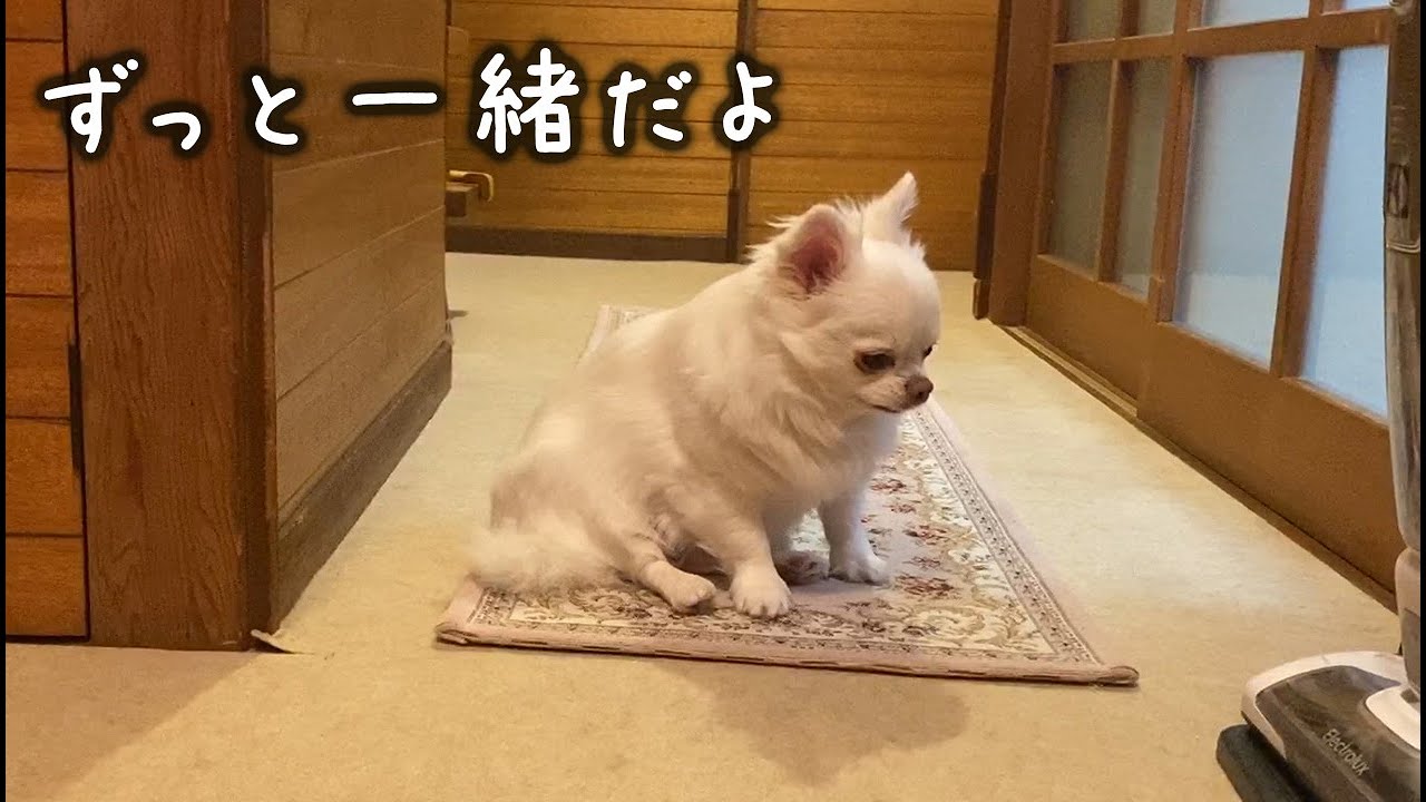 【感動】飼い主が思うよりずっと犬は家族の事を想ってくれている...パパを待つチワワのコハク