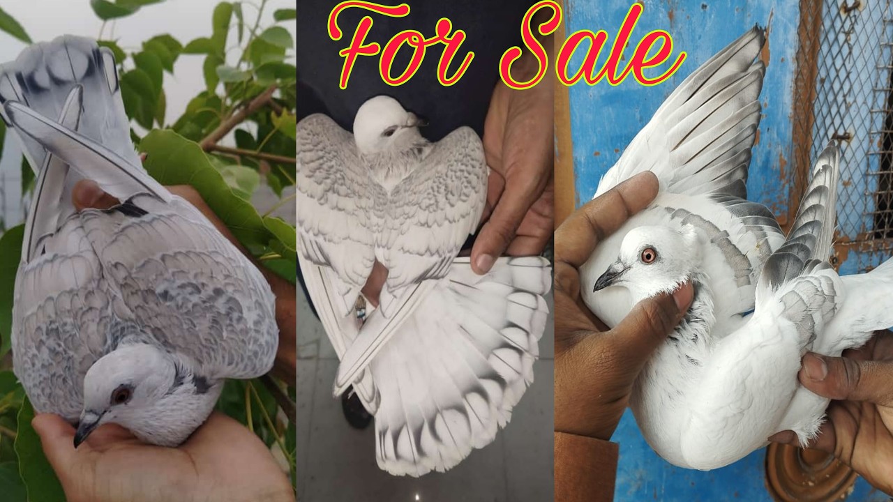 Rs 55,000/- ka ek joda? Shikke wale , kodi wale Hyderabadi kabootar in Amroha. 8791244662 Fazal bhai