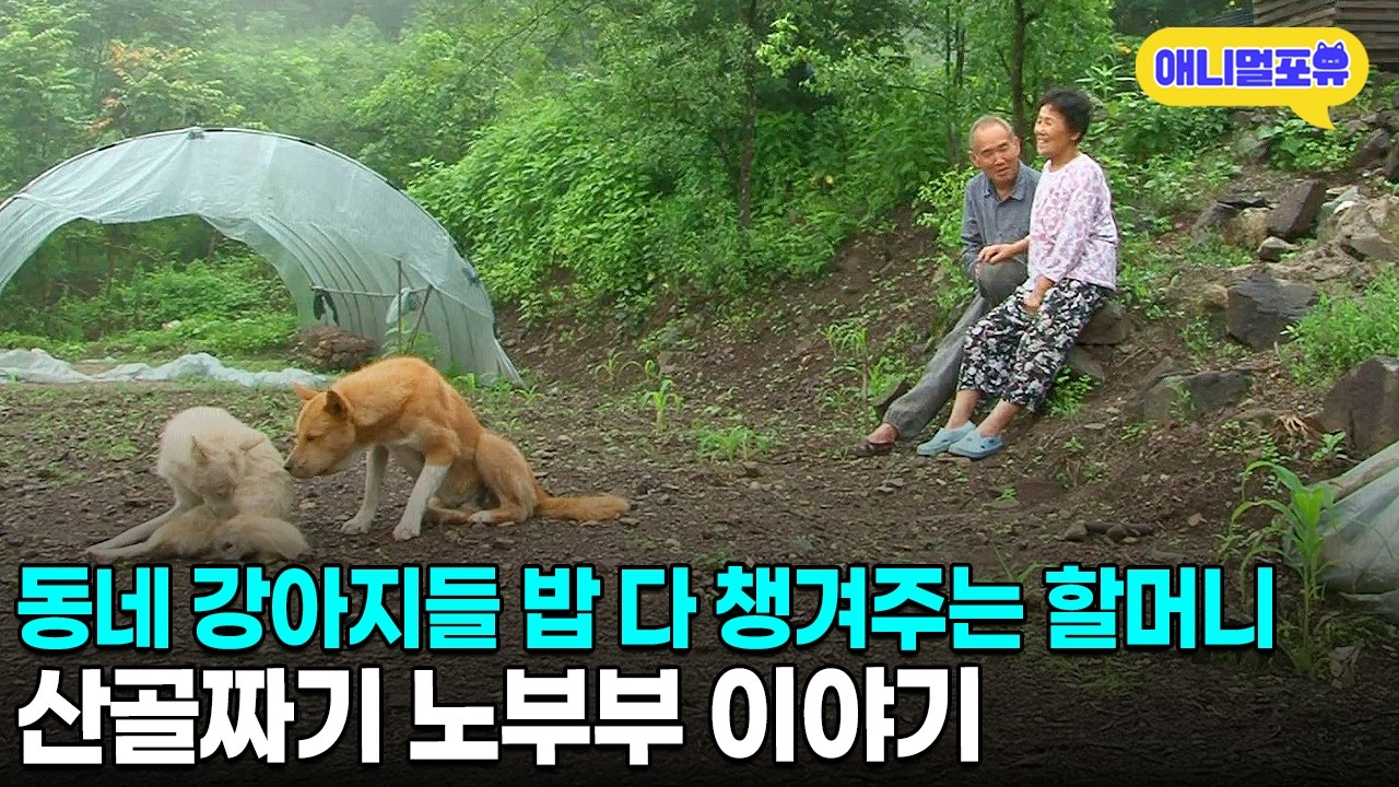 동네 강아지 다 챙겨주는 마음씨 좋은 산골짜기 노부부 이야기ㅣKBS 인간극장