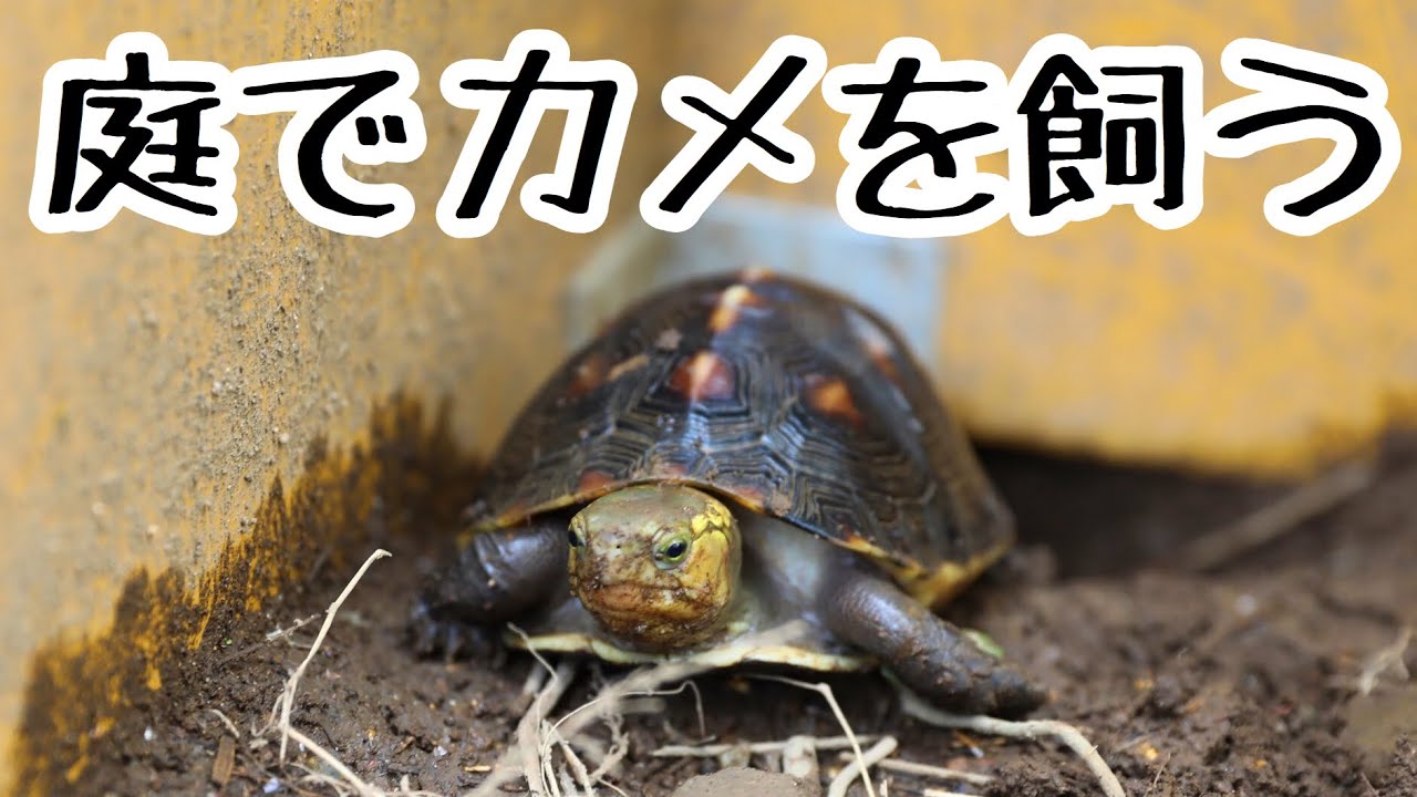 セマルハコガメを庭で飼う為の飼育設備をセッティング！
