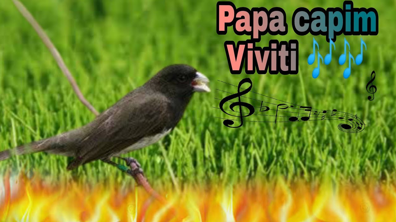 Papa capim Viviti melodia 5 horas de treinamento. 🐦