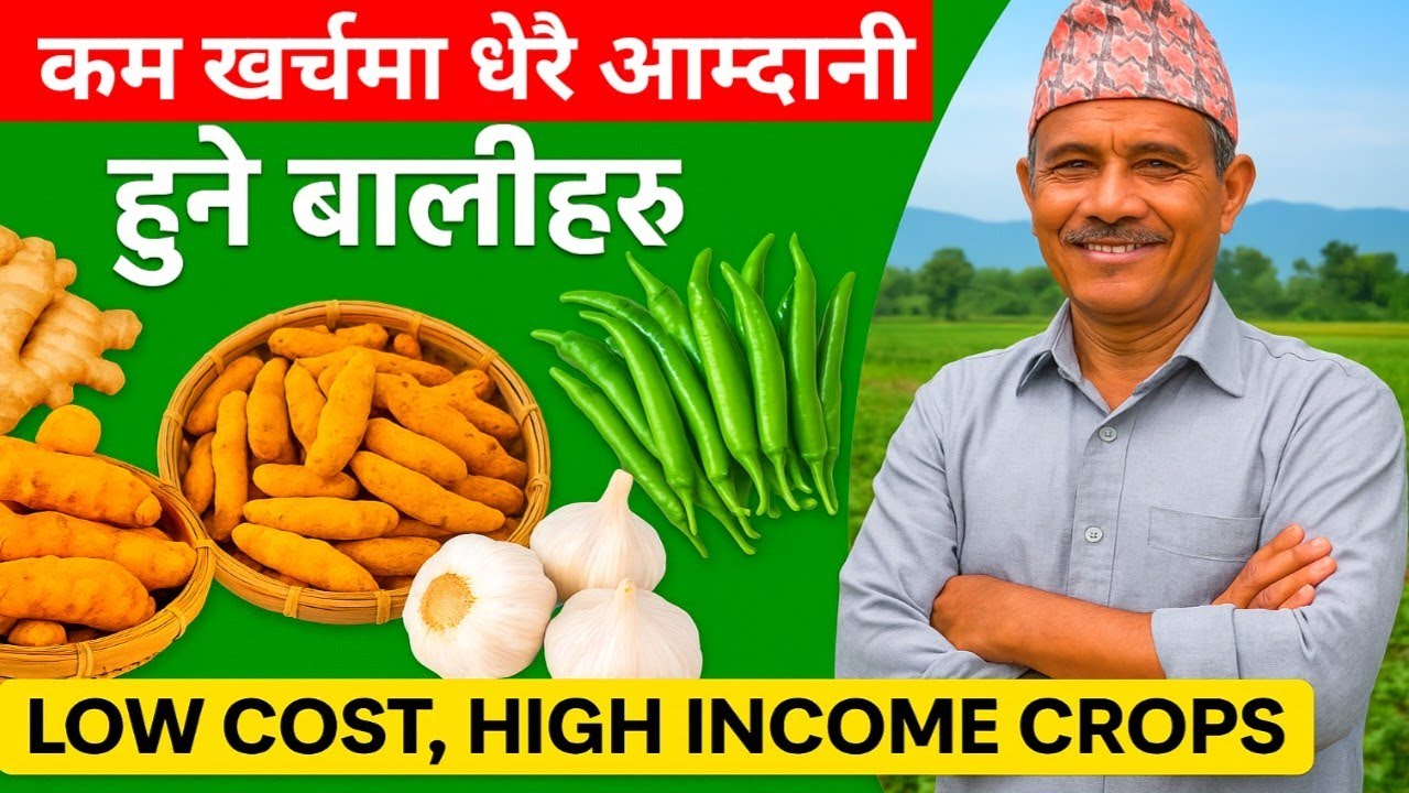 कम खर्चमा धेरै आम्दानी हुने बालीहरू | Low Cost, High Return Farming Ideas!