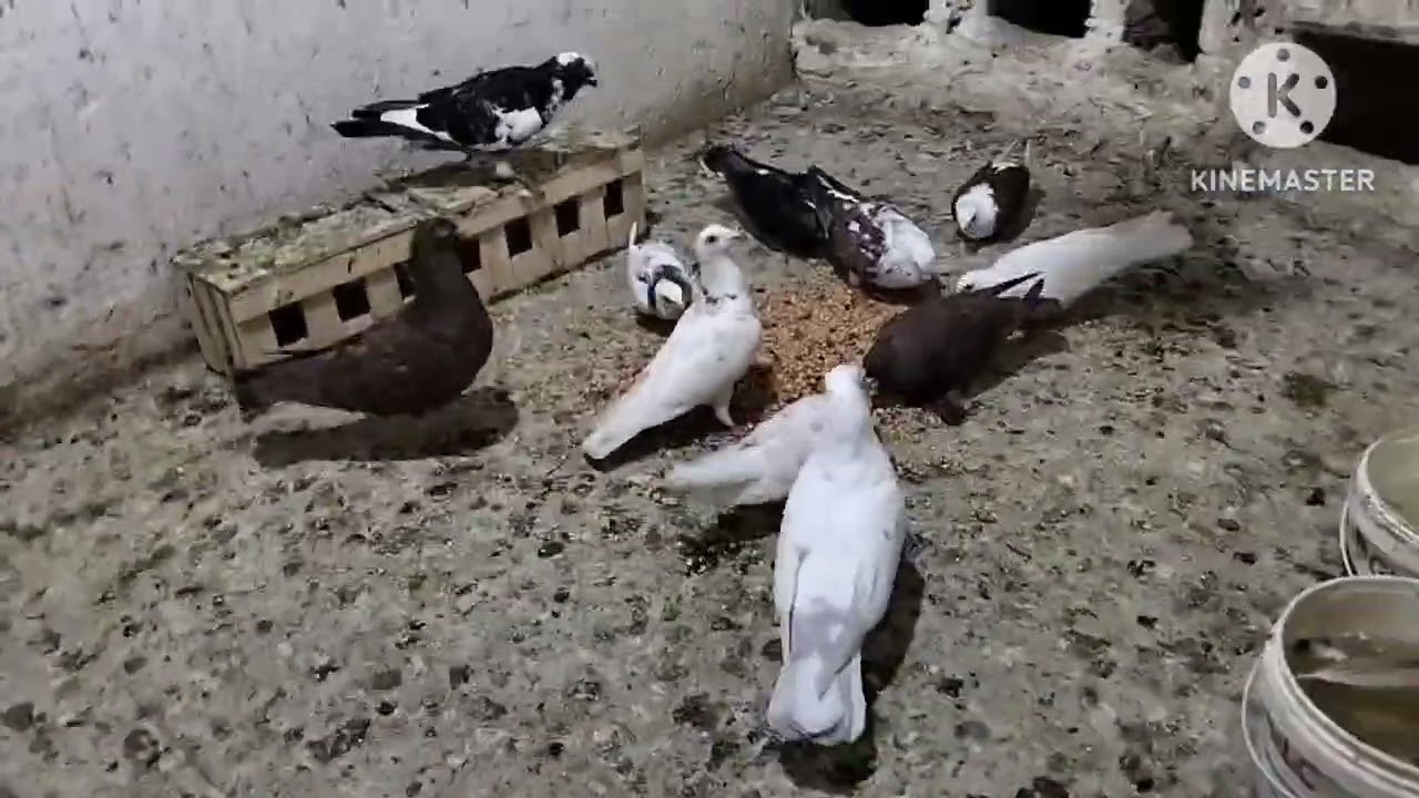 أحلي روتين وسط الفراخ والبط مشاء الله 