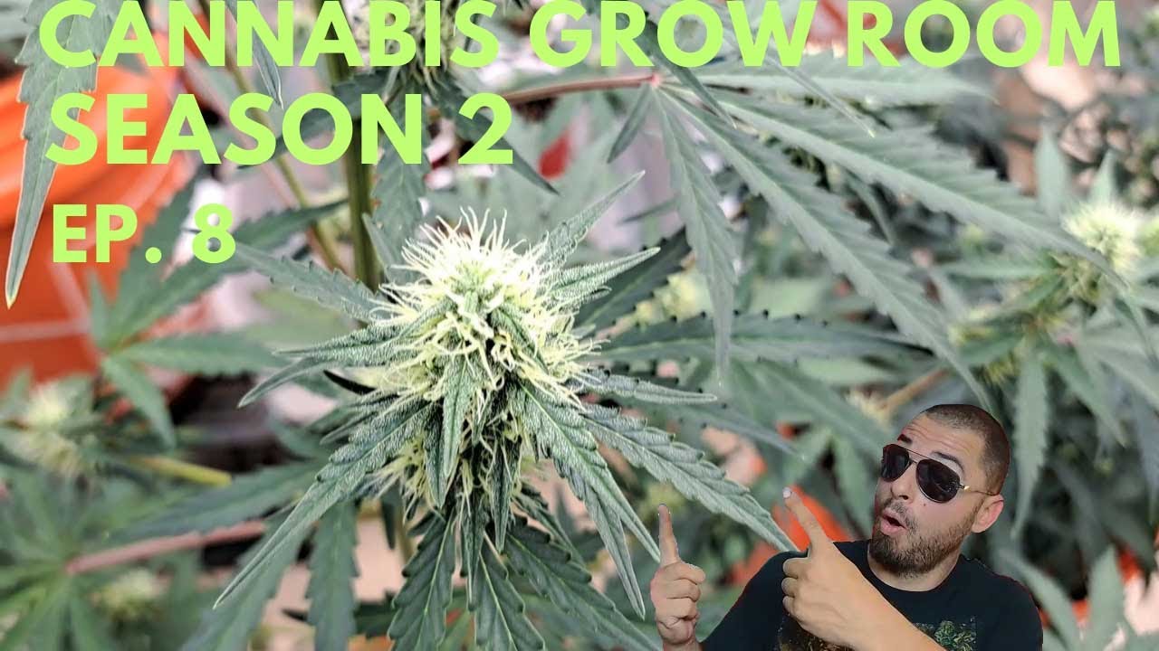 Cannabis Grow Room Season 2 Ep.8  Showing Off These 