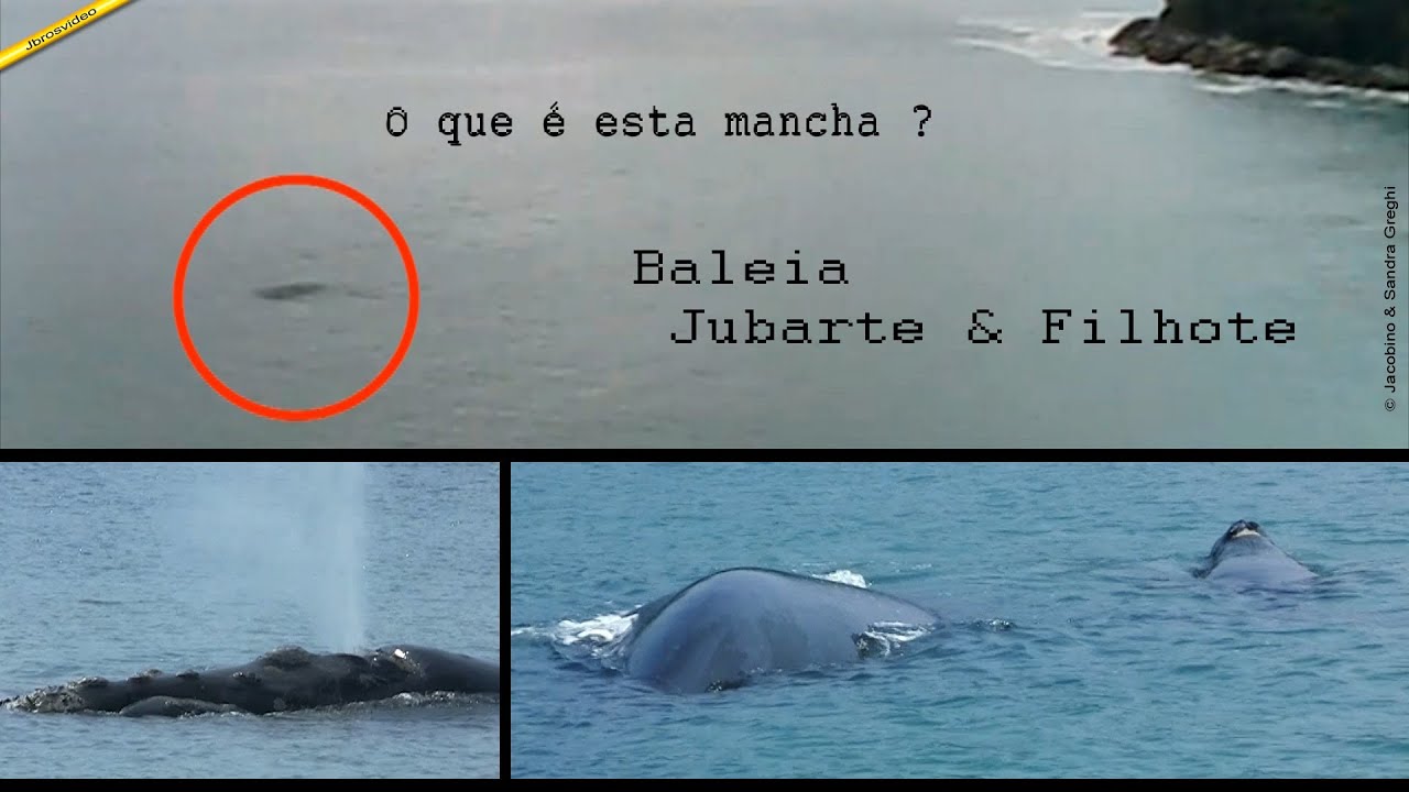 Baleias Franca na Praia do L&aacute;zaro - Ubatuba - S&atilde;o Paulo