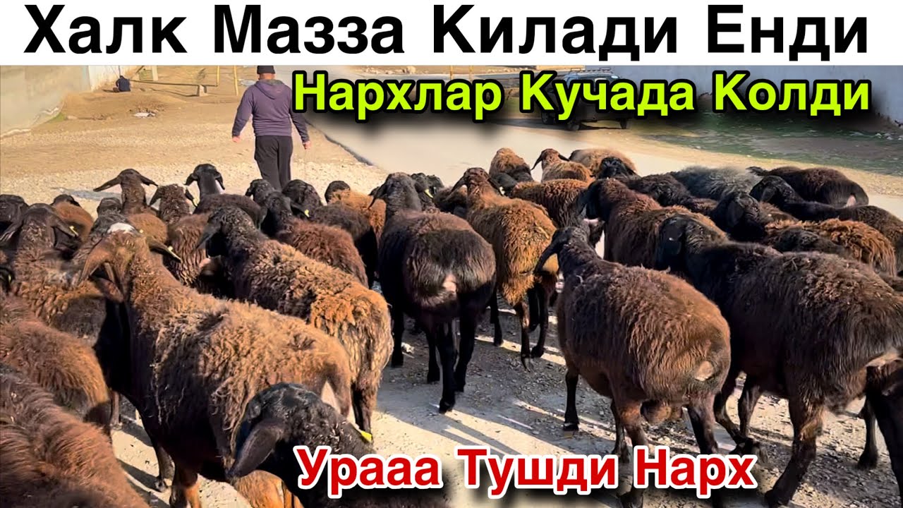 КУЧАДА КОЛДИ! ☎️+998 99 221 1598 ☎️+998 701369303