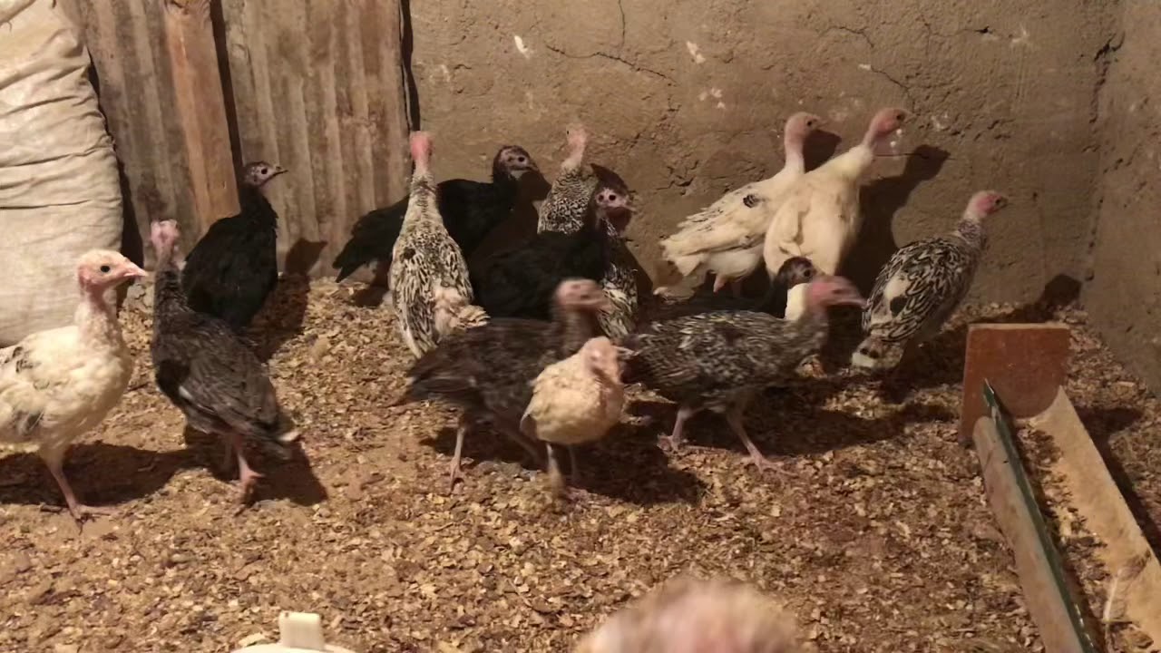 Индюк 🦃 балапандары 🐥беттери исип кеткен!!!