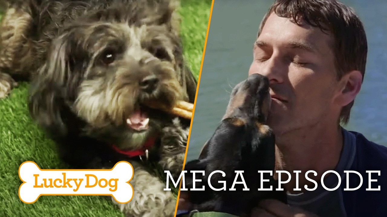 Are Black Dogs Really Less Adoptable Than Other Breeds? | Lucky Dog Full Episode Marathon