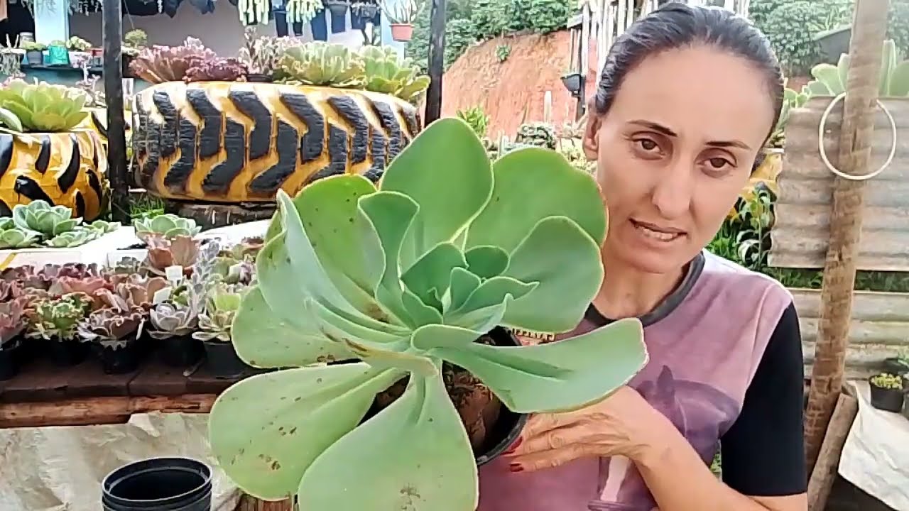 Podas e plantio dos tronquinhos, suculentas vinda de @robianaamaral5080 😍🌹