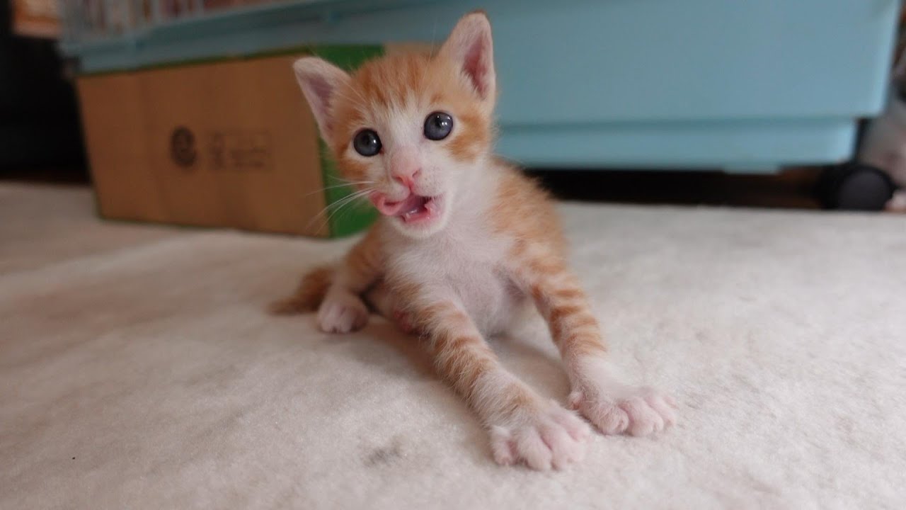 【生後26日】たくさん食べて飲んで遊んで大満足な子猫たち