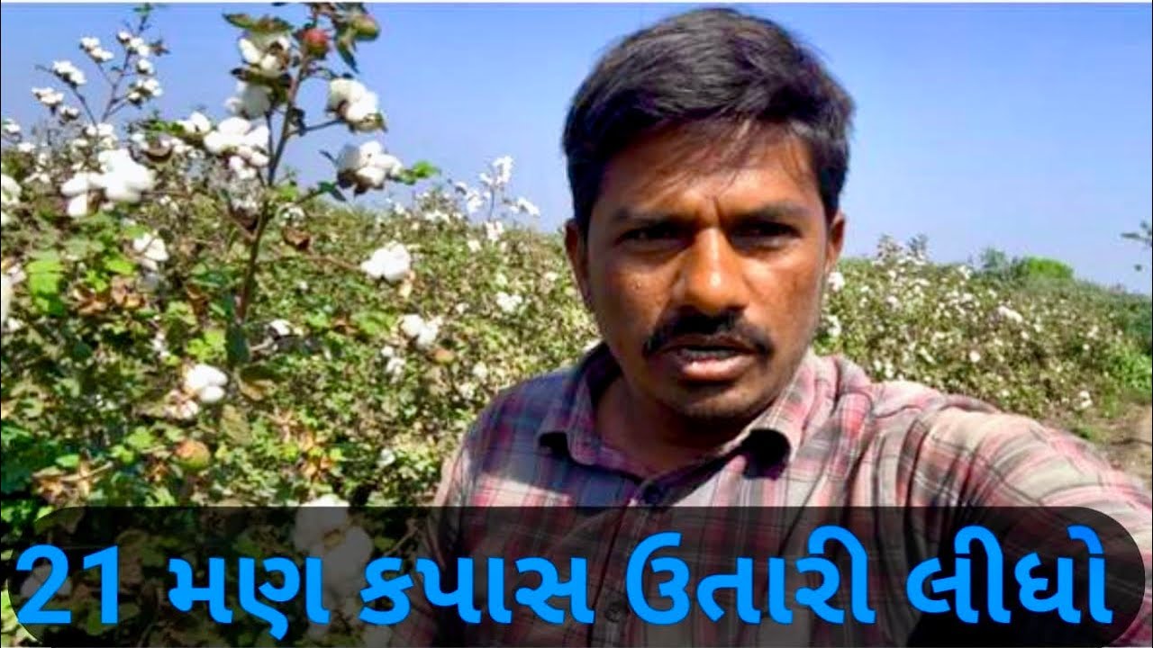 21 મણ કપાસ ઉતારી લીધો || 9 મણ ની વીણી તૈયાર ||હજી 7 થી 8 મણ ના જીંડવા 