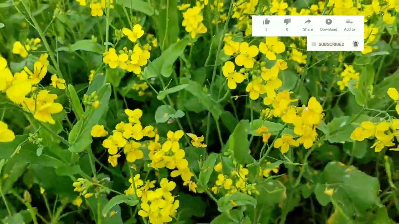 What do mustard flowers look like on a winter day||শীতকালে শস্য ফুল দেখতে  সুন্দর||waliar rahman bd