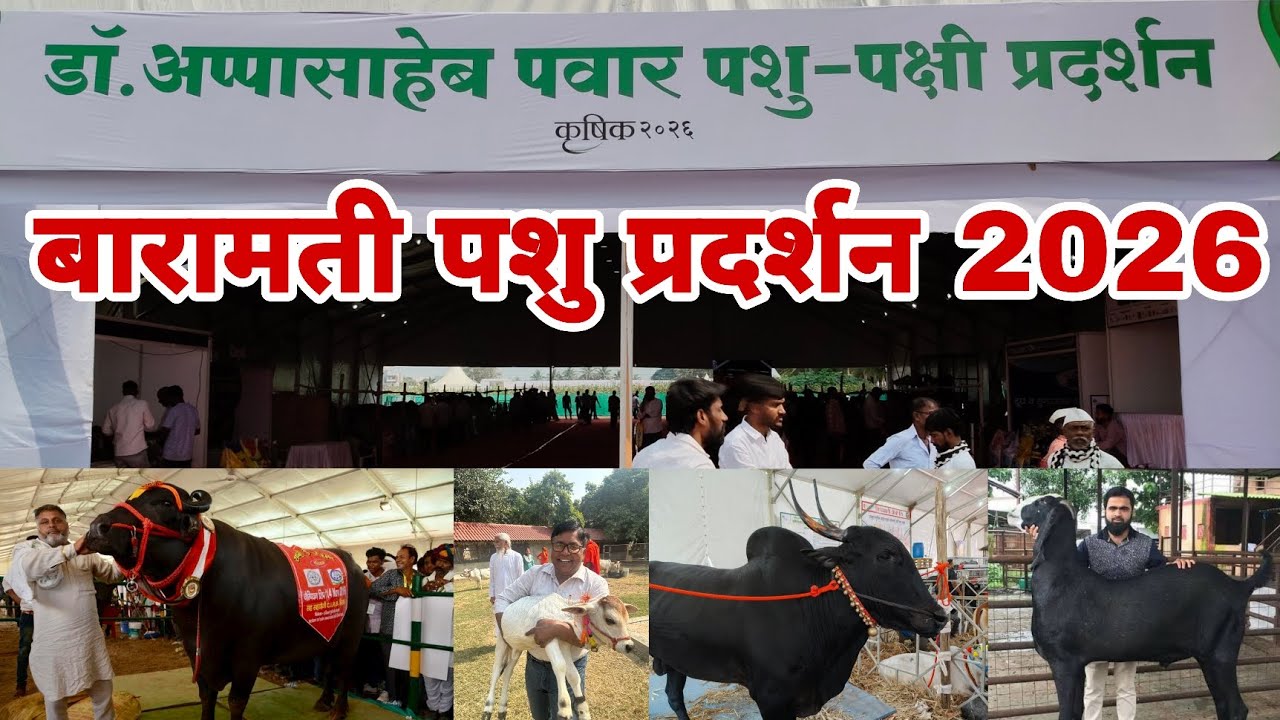 baramati pashu pradarshan | पशु प्रदर्शन बारामती 2026 | pashu pradarshan | पशु प्रदर्शन