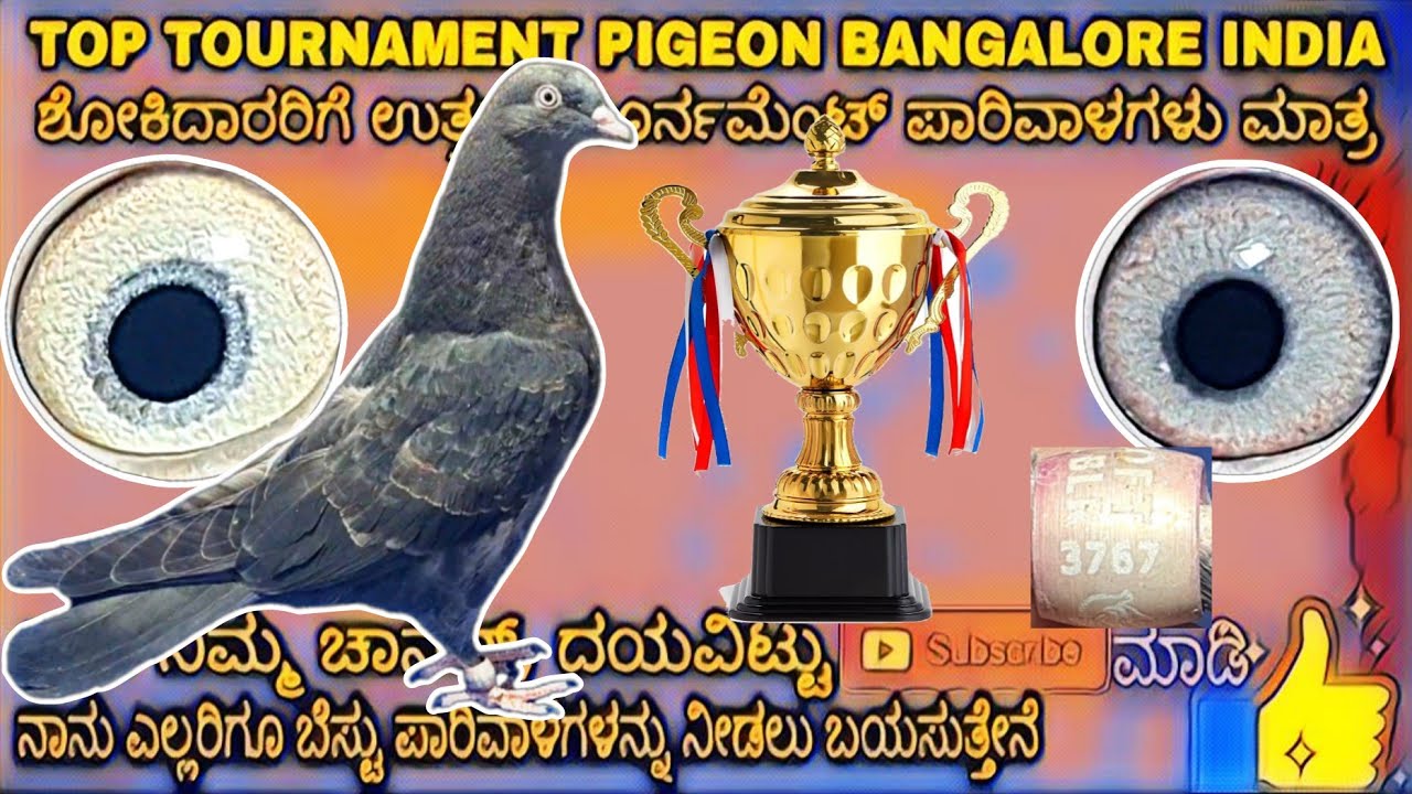 🏆🏆CHAMPION🏆LINE🏆PATTA🏆4000RS🏆🏆[ADV]