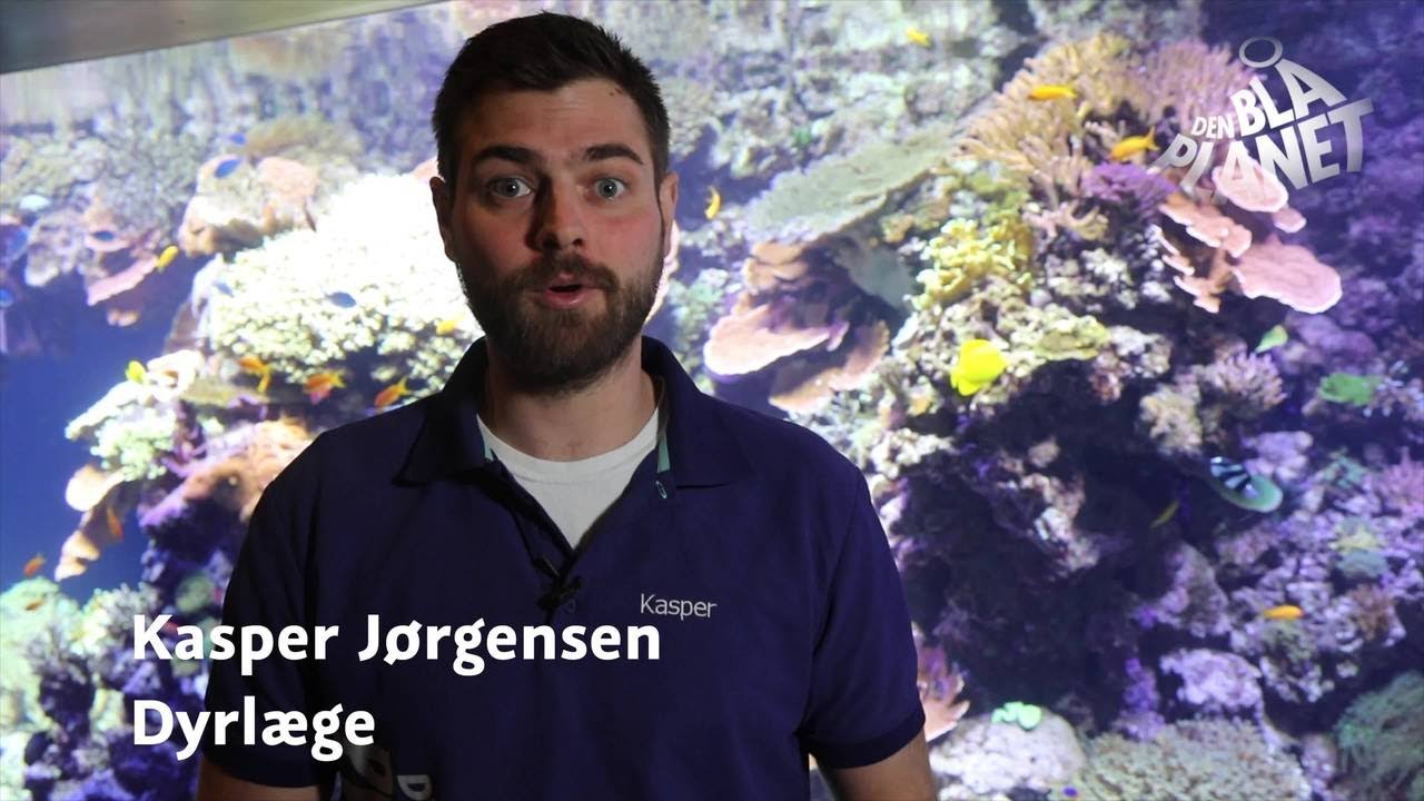 Spørg dyrlægen afsnit 1 - koralrev, fiskestimer, søpindsvin og opdrift