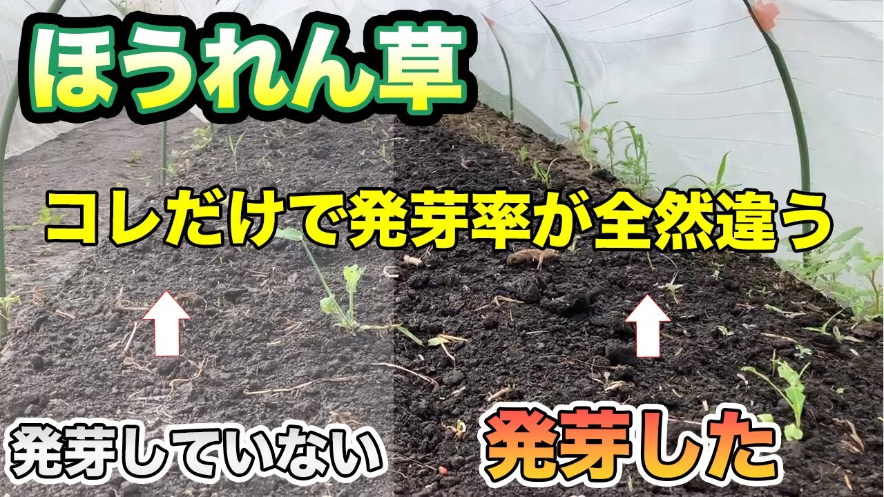【ほうれん草】これだけで発芽率が違います！また発芽した後に、必ずこれらをやっていってください！