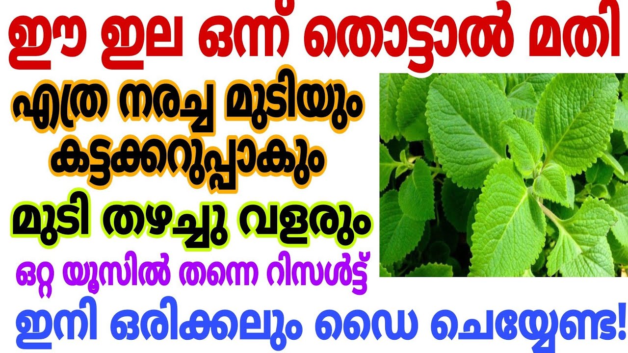 പനിക്കൂർക്ക ഇല ഉപയോഗിച്ച്  എത്ര നരച്ച മുടിയും ഒറ്റയൂസിൽ കറുപ്പിക്കാം|Natural Hairdye|Hair Growth