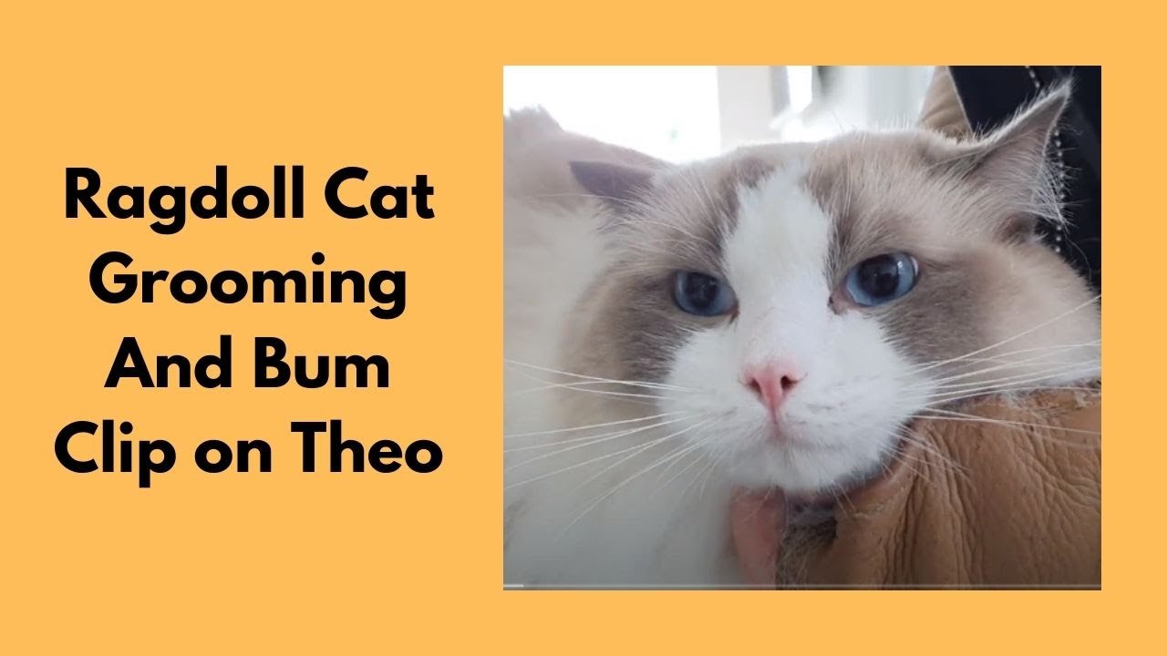 Ragdoll Cat Grooming - Bum Clip