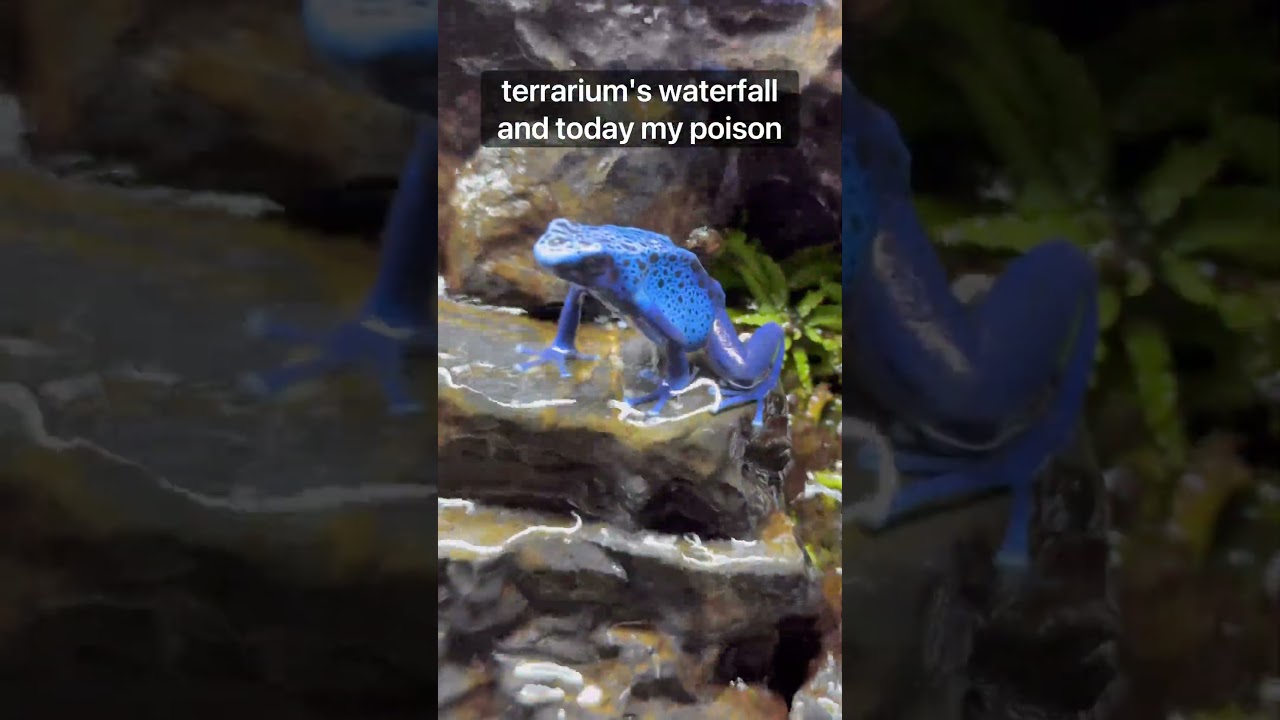 Одобрено древесной лягушкой! #fyp #terrarium #youtubeshorts