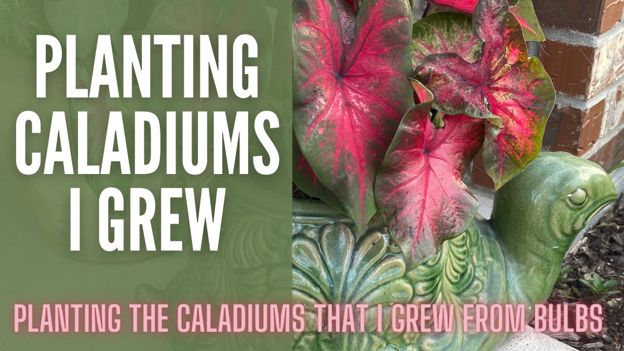 Planting Caladiums 🍃🍃🍃 || Caladium Bulb Planting || Summer Container Ideas || Shade Containers