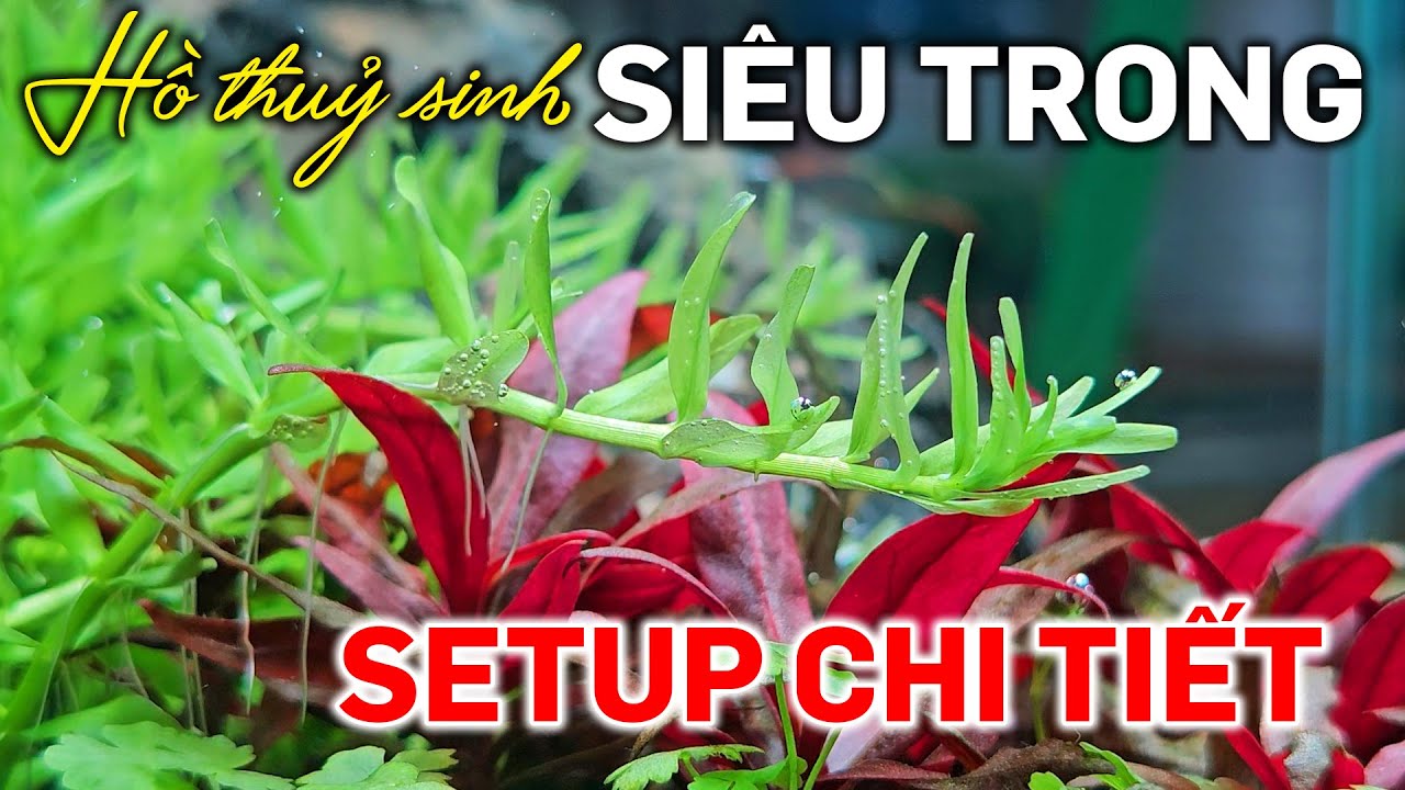 Setup hồ thuỷ sinh siêu trong 60cm bố cục tam giác - Quới decor