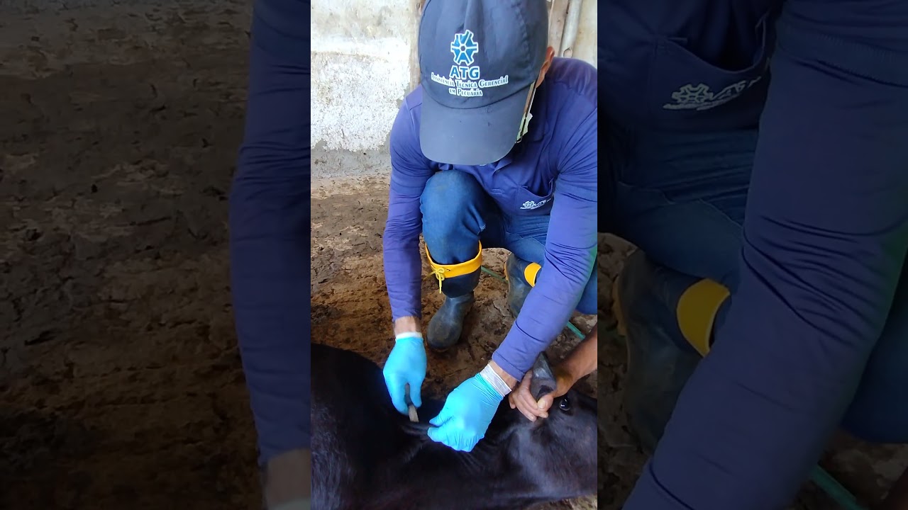 BRUCELOSE: Vacina&ccedil;&atilde;o de bezerras com 3 a 08 meses de idade