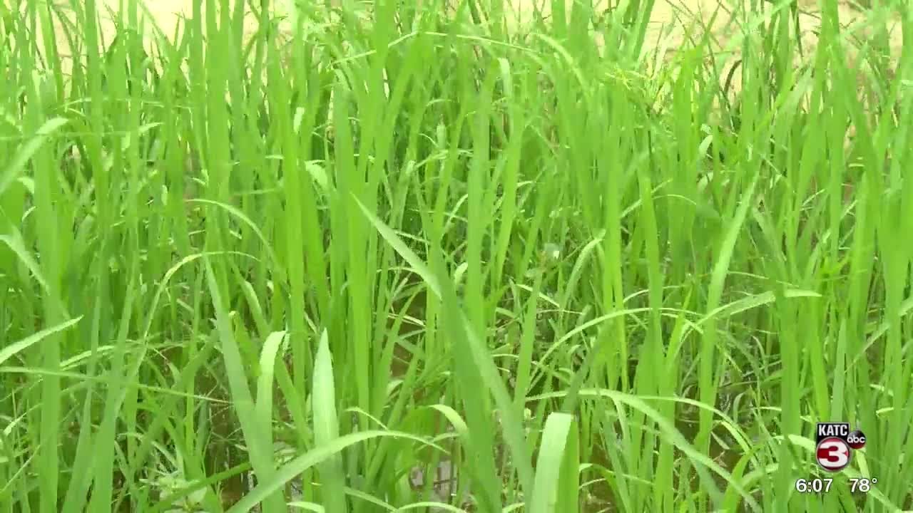 LSU Ag Center teaches educators to promote school gardens