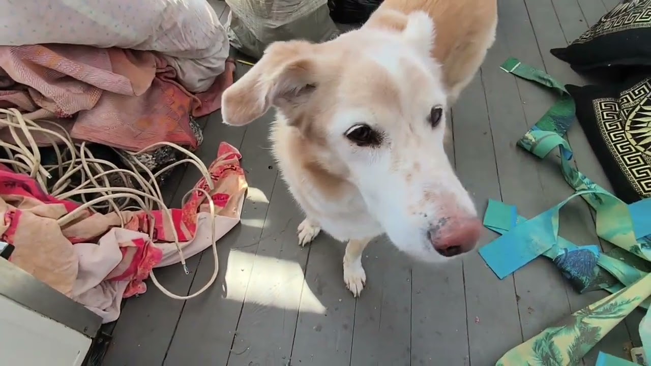 Дачные находки 20-летней давности #обзордачи #купилидачу #дачныедома #дачница #этожизнь 