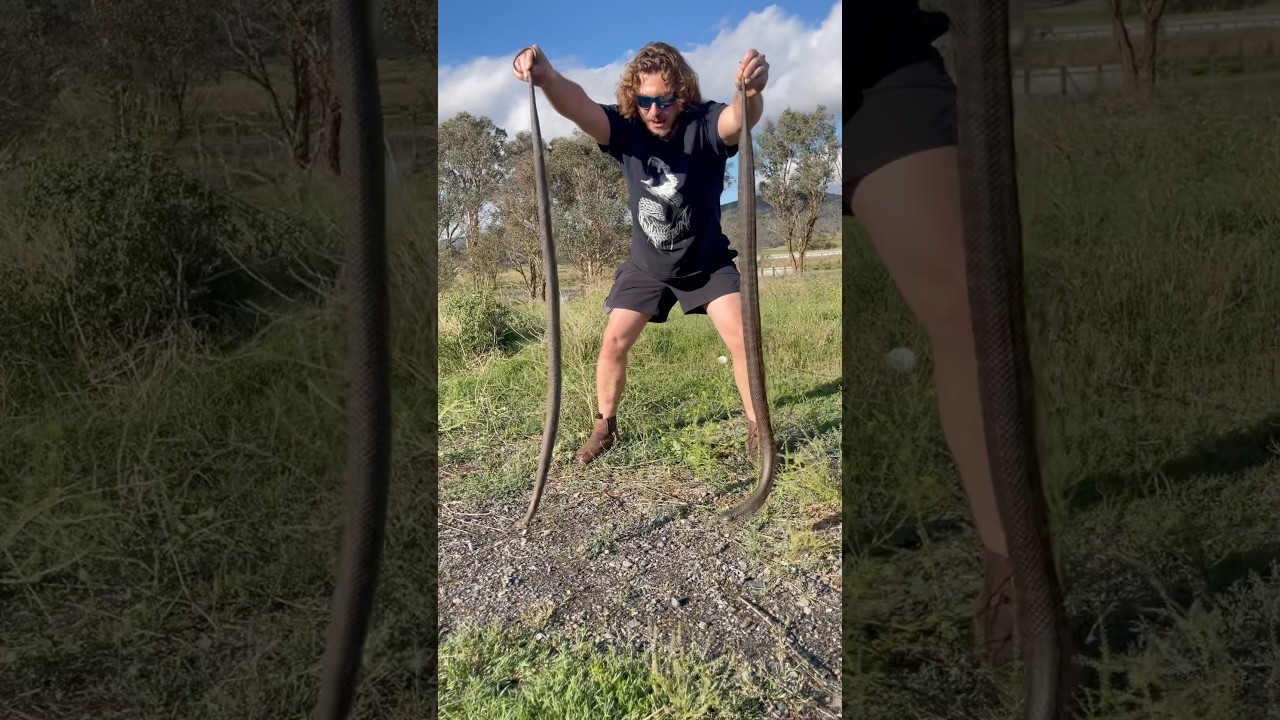 Two of World&rsquo;s MOST Venomous Snakes! #shorts #short #animal #wildlife #snake #australia