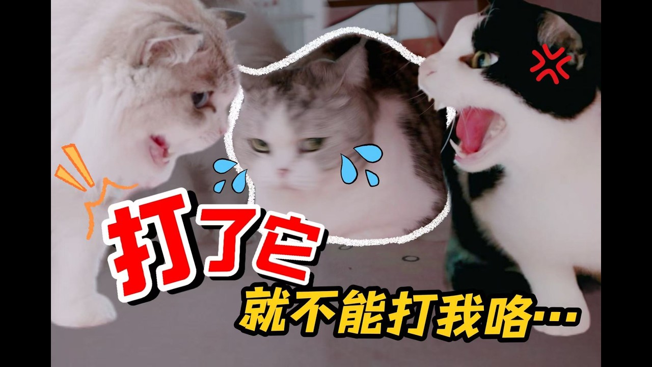 网红猫同吃年夜饭，原形毕露彻底撕破脸！？｜花花与三猫 Cat Live