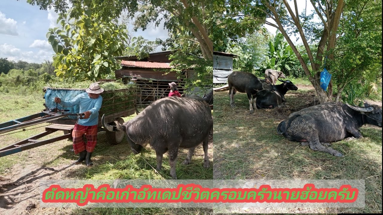 @#ภารกิจประจำวันของนายฮ้อยจ้า//วิถีแบบชาวนา,,ประจักษ์..channel 