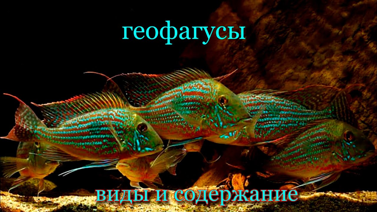 геофагусы виды и содержание