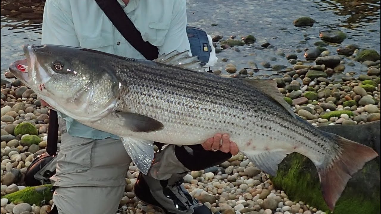 Topwater Surfcasting Stripers — новый обзор Tsunami SaltX!