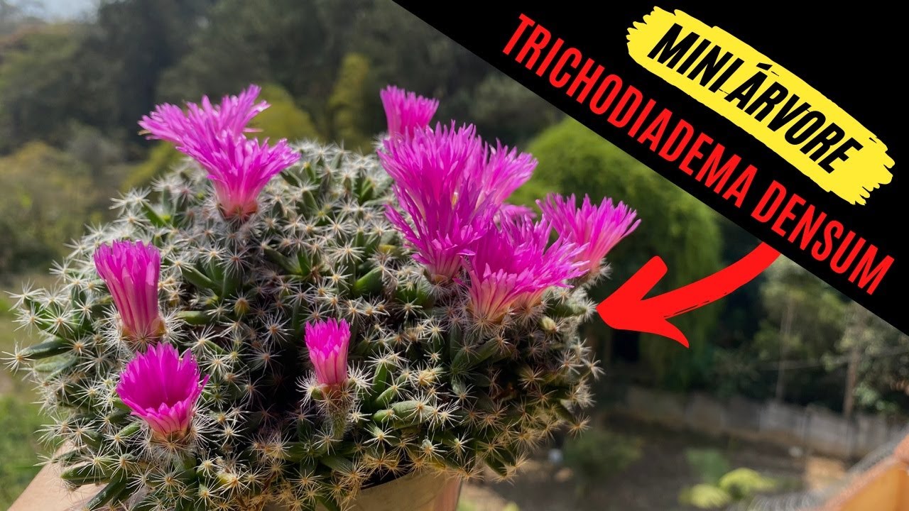 Como criar uma mini árvore com uma Trichodiadema Densum - Conhecida como Bonsai Africano - suculenta