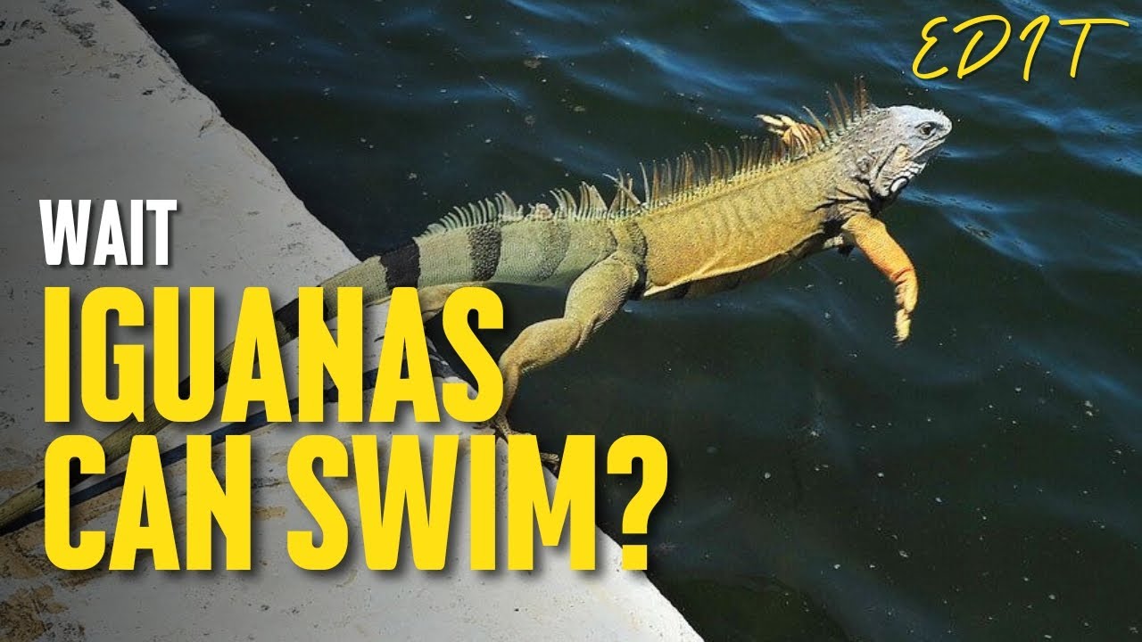 Wait! Iguanas Can Swim??? | EDIT | 11/6/25