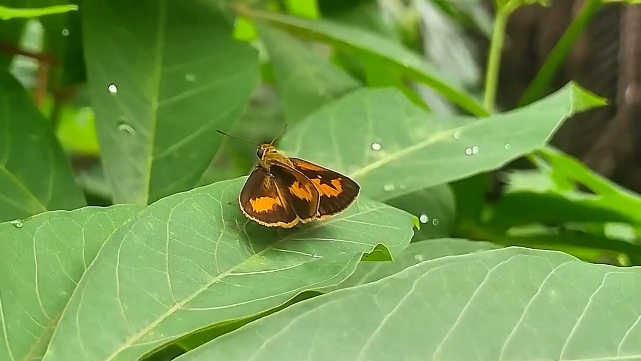 A Lively Butterfly Gently Sipping Nectar from a Flower #insects #butterfly #youtube 