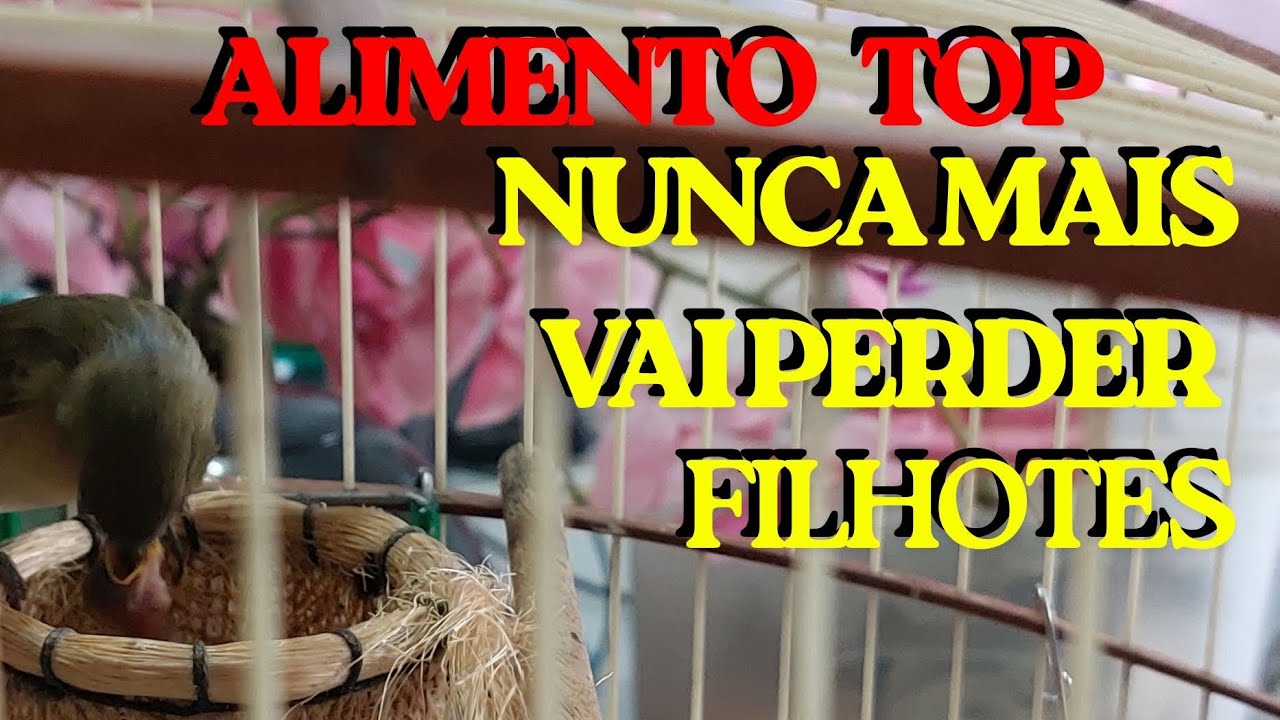 COMO EVITAR QUE OS FILHOTES DE COLEIRO MORRAM NOS PRIMEIROS DIAS DE VIDA
