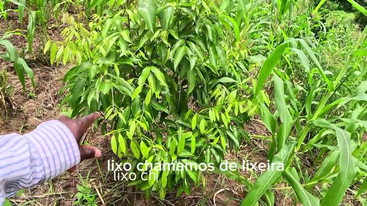 Pela primeira vez mostrar a minha Machamba cá em Moçambique 