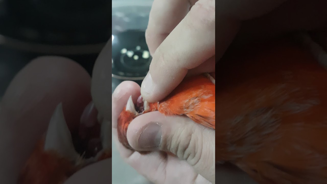 Flue Vs Garlic treatment علاج الرشح  والإنفلونزا للكناري وباقي الطيور.. طبقها بحذر شديد ليست سهلة