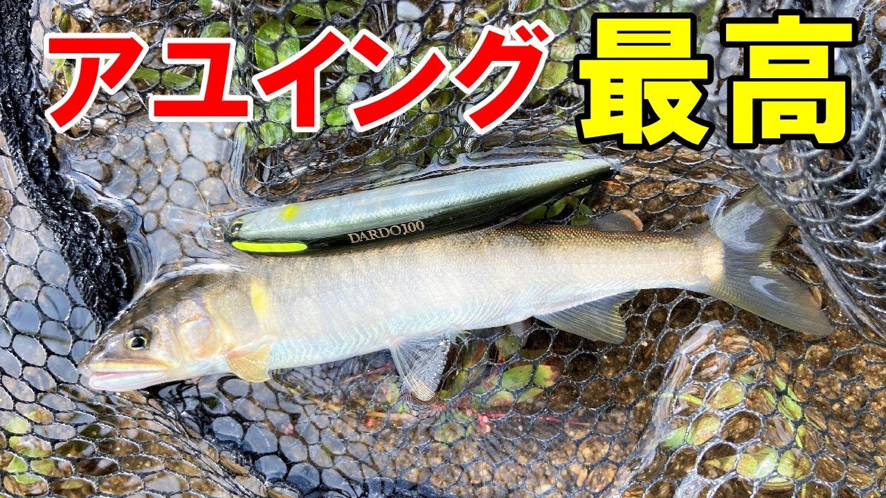 【アユイング】鮎をルアーで釣るの楽し過ぎ！【キャスティングアユ】