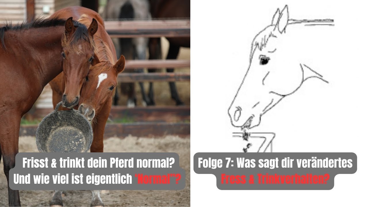 Körpersprache des Pferdes – Folge 7: Verändertes Fress- & Trinkverhalten erkennen & Protokoll führen