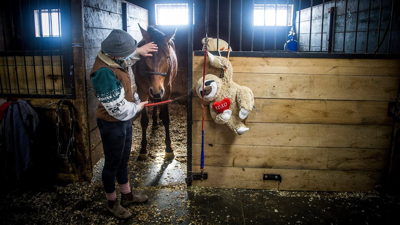 Venturing Hills battling deadly equine virus