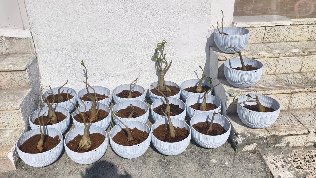 അങ്ങിനെ എന്റെ സന്തോഷങ്ങളിൽ ചിലതു എന്റെ അടുത്തത്തി 🥰🥰🥰...#അൽഹംദുലില്ലാഹ് #masha Allah #adeniumplant 