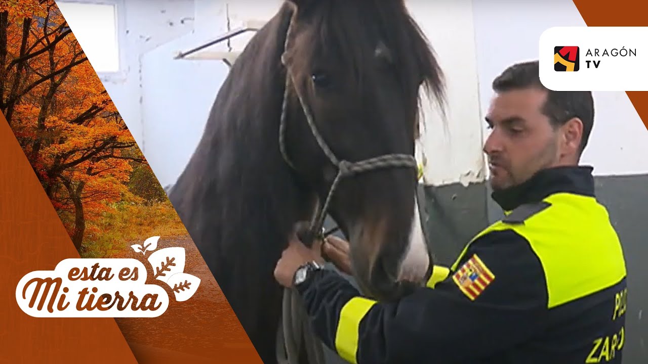 Conocemos la Unidad de Caballería de la Policía Local de Zaragoza
