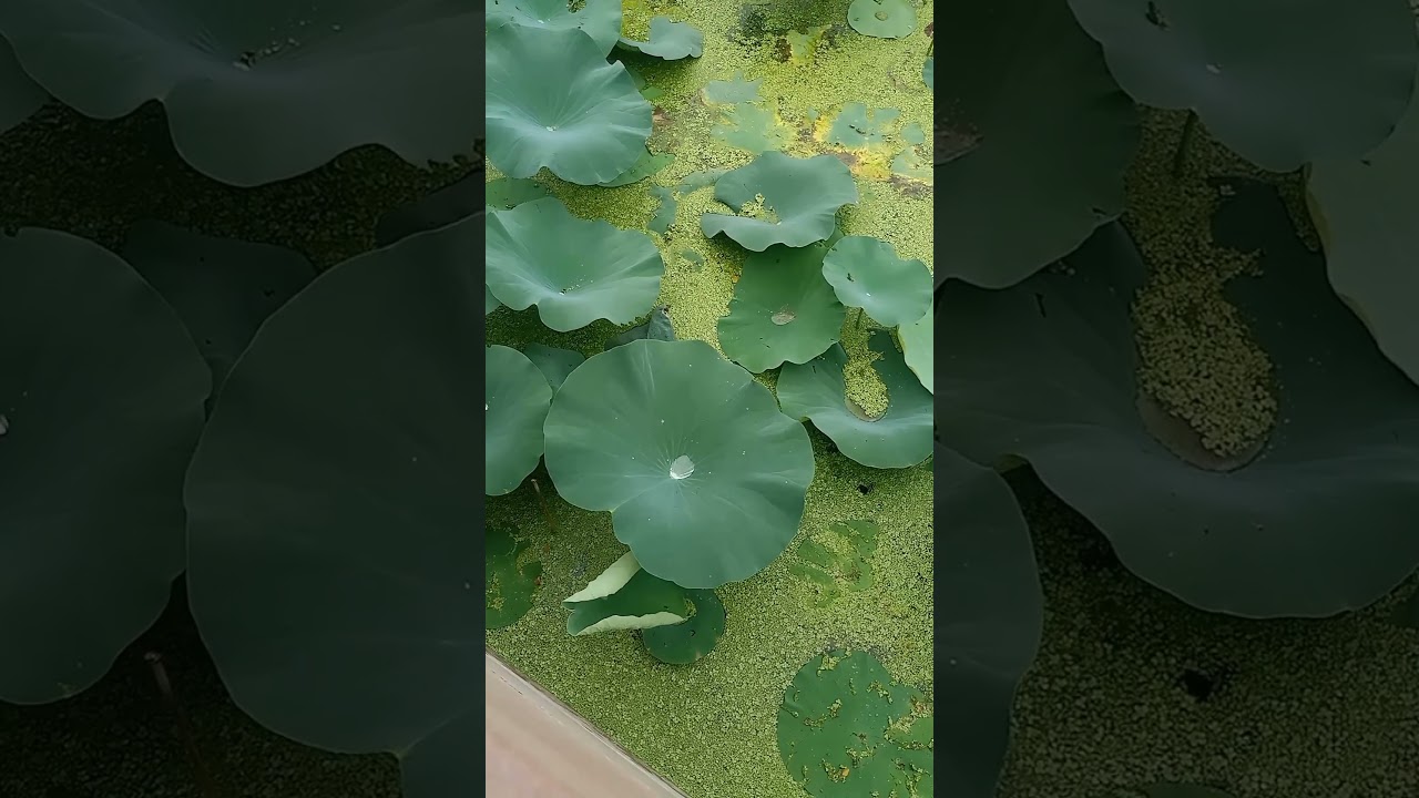 lotus Leaf Water Repellent property 