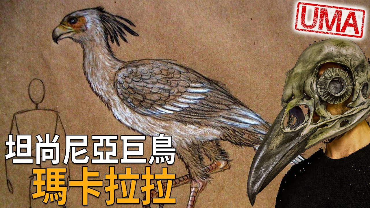 非洲坦尚尼亞神秘巨鳥「瑪卡拉拉」，班圖人酋長頭上的瑪卡拉拉頭骨頭盔，象徵擊倒牠後的至高無上勇士地位，外貌神似蛇鷲的3公尺掠食鳥類。