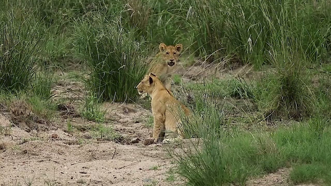 Lion Cubs In The Riverbed Copyright Free Animal Videos
